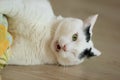 Turkish Van Cat playing Royalty Free Stock Photo