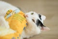 Turkish Van Cat playing Royalty Free Stock Photo