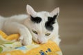 Turkish Van Cat playing Royalty Free Stock Photo