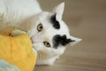 Turkish Van Cat playing Royalty Free Stock Photo