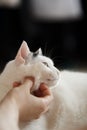 Turkish Van Cat purrs Royalty Free Stock Photo