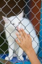 Turkish Van white cat. Close-up portrait of a pet Royalty Free Stock Photo