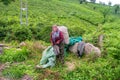 Turkish woman harvesting tea leaves. Rize city in Turkey