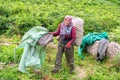 Turkish woman harvesting tea leaves. Rize city in Turkey