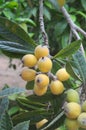 Turkish yaliva or Eriobotrya japonica, Medlar, loquat, Shesek Eriobotrya japonica