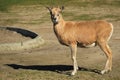 Turkmen mountain sheep