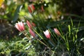 Turkmen tulips