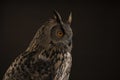 Turkmenian Eagle owl / bubo bubo turcomanus profile of the head studio shot with brown background Royalty Free Stock Photo