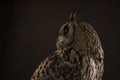 Turkmenian Eagle owl / bubo bubo turcomanus profile of the head studio shot with brown background Royalty Free Stock Photo