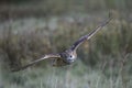 Turkmenian Eagle Owl Royalty Free Stock Photo