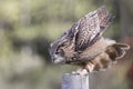 Turkmenian Eagle Owl Royalty Free Stock Photo