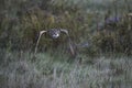 Turkmenian Eagle Owl Royalty Free Stock Photo