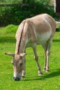 Turkmenian kulan, Asiatic wild ass grazing