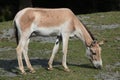 Turkmenian kulan (Equus hemionus kulan). Royalty Free Stock Photo