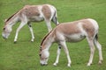 Turkmenian kulan (Equus hemionus kulan).