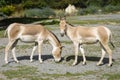 The Turkmenian kulan, Equus hemionus kulan, is a rare Asian donkey Royalty Free Stock Photo