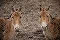 Turkmenian kulan (Equus hemionus kulan Royalty Free Stock Photo