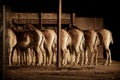 Turkmenian kulan (Equus hemionus kulan Royalty Free Stock Photo