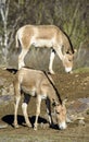 Turkmenian kulan Equus hemionus kulan