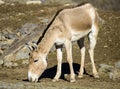 Turkmenian kulan Equus hemionus kulan Royalty Free Stock Photo
