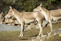 Turkmenian kulan Equus hemionus kulan Royalty Free Stock Photo