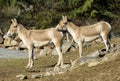 Turkmenian kulan Equus hemionus kulan Royalty Free Stock Photo