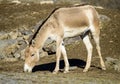 Turkmenian kulan Equus hemionus kulan Royalty Free Stock Photo