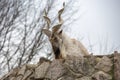 Turkmenian screw-horned goat Turkmenian markhor. Royalty Free Stock Photo