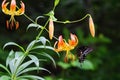 Turks Cap Lily and Spicebush Swallowtail on Ivy Gap Road