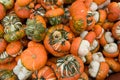 Turks turban squash Royalty Free Stock Photo