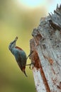 Turkse Boomklever, Kruper's Nuthatch, Sitta krueperi