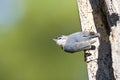 Turkse Boomklever, KrÃâÃÂ¸per's Nuthatch, Sitta krueperi