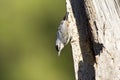 Turkse Boomklever, KrÃâÃÂ¸per's Nuthatch, Sitta krueperi