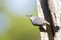 Turkse Boomklever, KrÃâÃÂ¸per's Nuthatch, Sitta krueperi