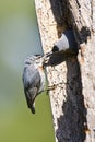 Turkse Boomklever, KrÃâÃÂ¸per's Nuthatch, Sitta krueperi