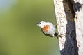 Turkse Boomklever, KrÃâÃÂ¸uper's Nuthatch, Sitta krueperi