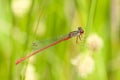 Turkse koraaljuffer, Turkish Red Damselfly, Ceriagrion georgifreyi