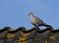 Turkse Tortel, Eurasian Collared Dove, Streptopelia decaocto