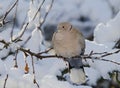 Turkse Tortel, Eurasian Collared Dove, Streptopelia decaocto