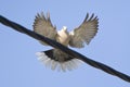 Turkse Tortel, Eurasian Collared Dove, Streptopelia decaocto