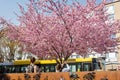 People photographing cherry blossoms in front of the main library on sunny spring day in Turku, Finland