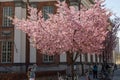 People photographing cherry blossoms in front of the main library on sunny spring day in Turku, Finland