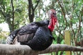 Turky in Thai Farm Royalty Free Stock Photo