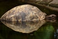 Turle reflection