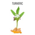 Turmeric ayurvedic herb with rhizomes on white background.