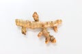 Turmeric white background in studio Royalty Free Stock Photo