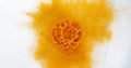 Turmeric, curcuma longa, Powder Exploding against White Background, Indian Spice Royalty Free Stock Photo
