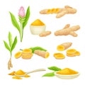 Turmeric or Curcuma Longa Rhizomes and Flowering Plant Vector Set