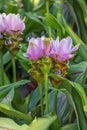Turmeric, Curcuma sweet. Exotic flowers for gardens, parks, terraces, rooms
