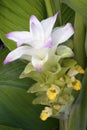Turmeric flower (Curcuma longa) Royalty Free Stock Photo